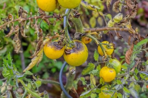 Braunfäule bei Tomaten verhindern