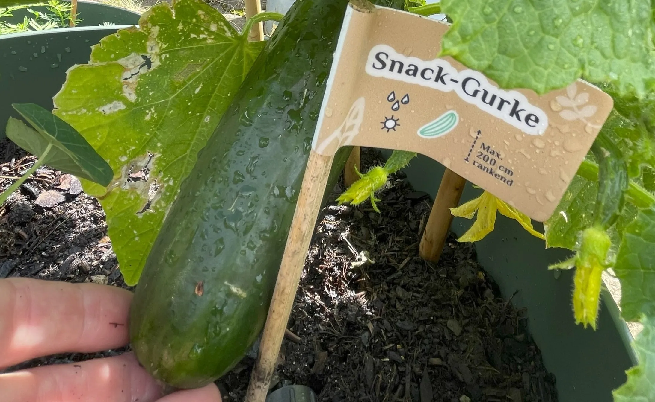 Erntezeit von Gurken verlängern