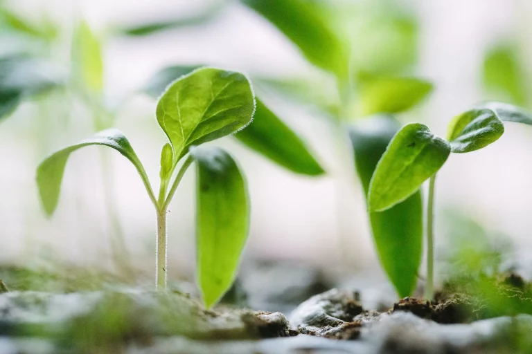 Hallo Garten Refresh – Deine saisonale Nachlieferung