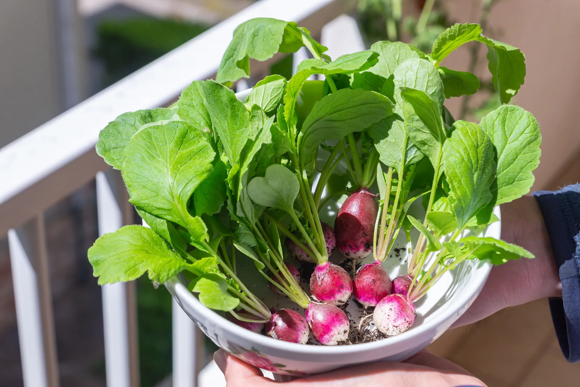Radieschen-Carpaccio