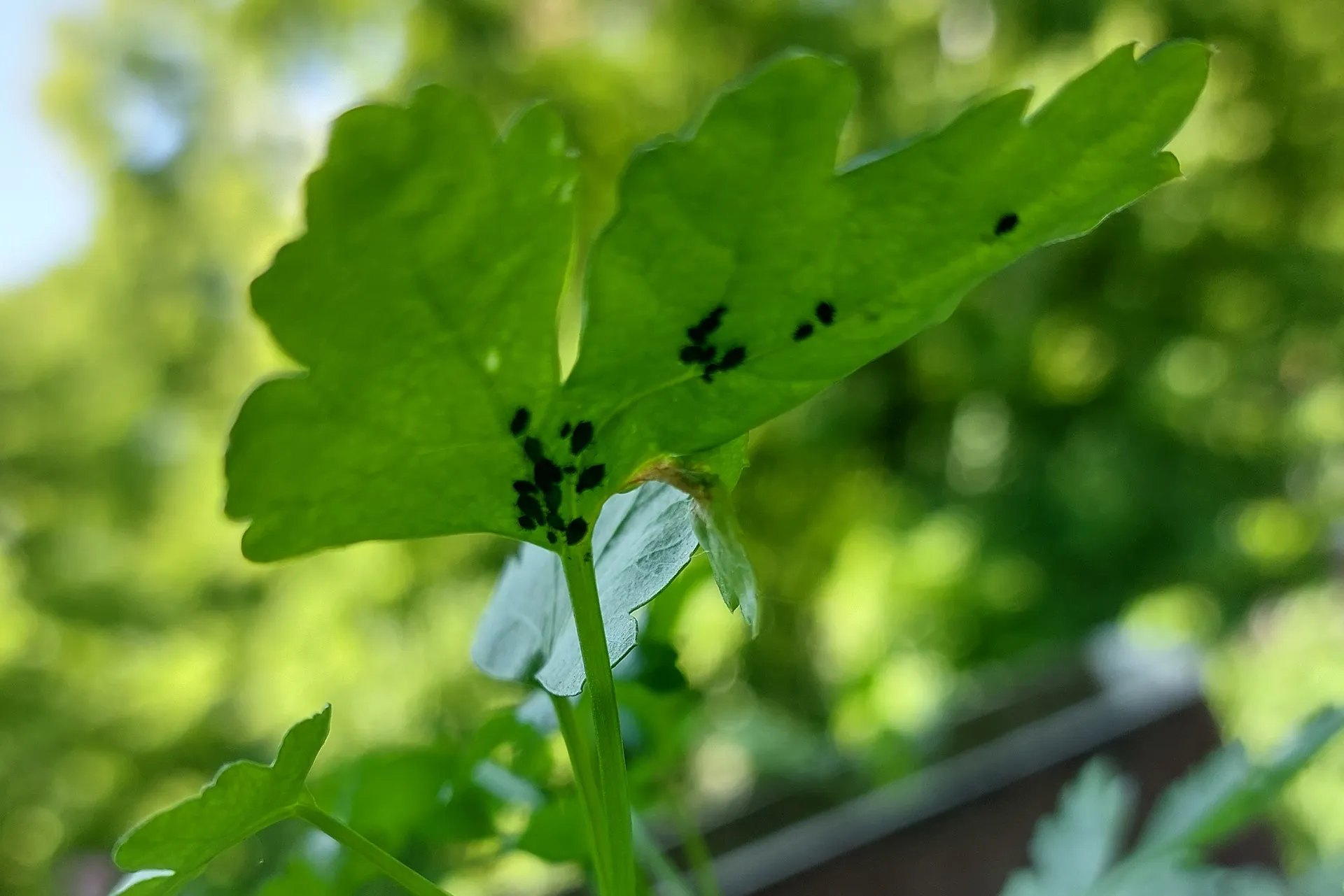 Trauermücken und Krabbeltiere – was Du tun kannst