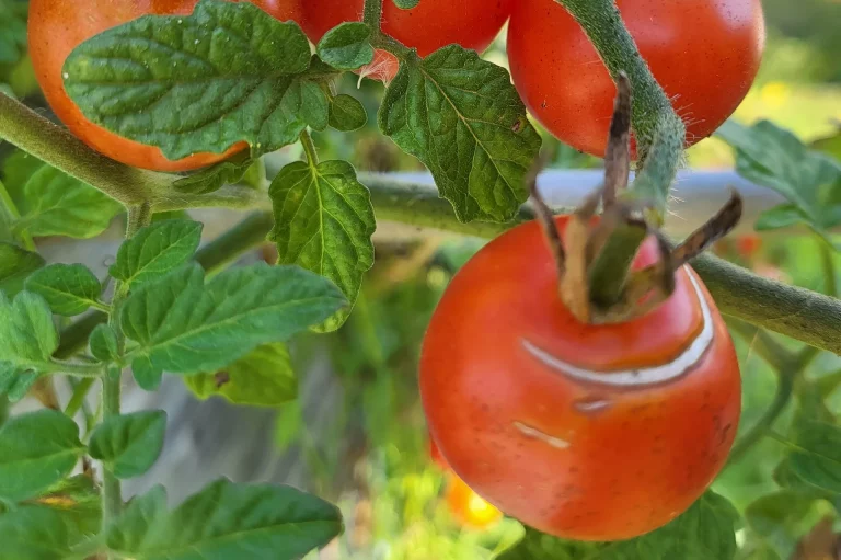 Geplatzte Tomaten – Was tun?