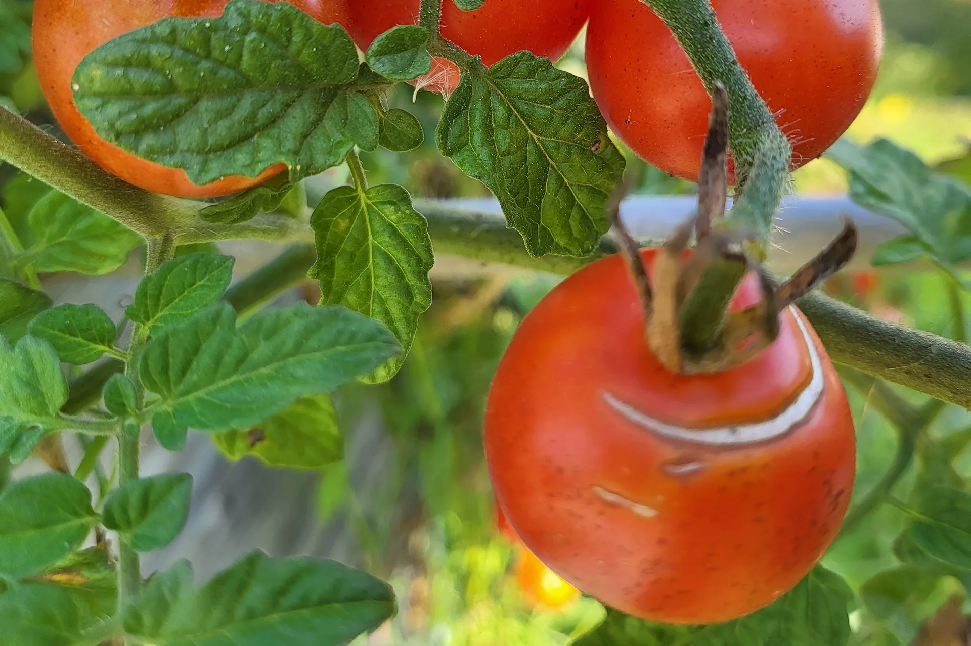 Geplatzte Tomaten – Was tun?