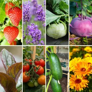 Pflanzen-Set Kindergarten