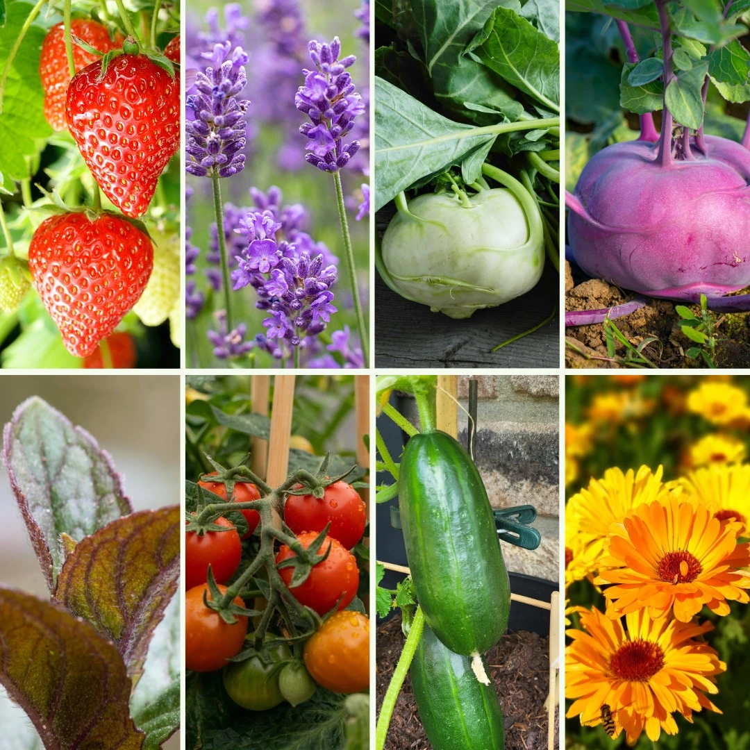 Pflanzen-Set Kindergarten - Bild 4