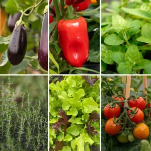 Pflanzen-Set Grillzeit