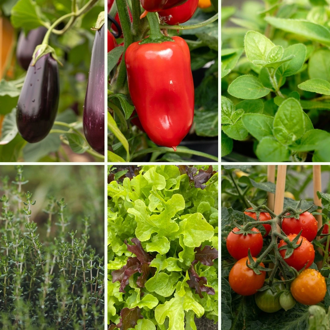 Pflanzen-Set Grillzeit - Bild 4