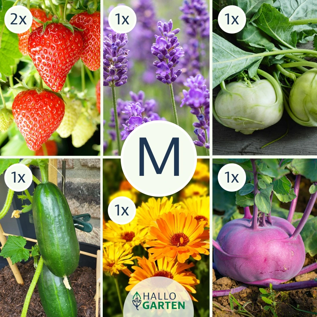 Pflanzen-Set Kindergarten - Bild 2