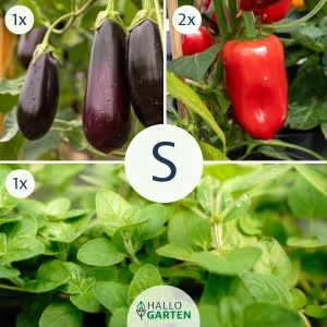 Pflanzen-Set Grillzeit - Bild 1