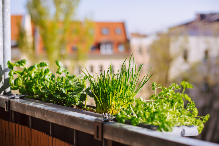 Bio-Kräuter auf dem Balkon ernten