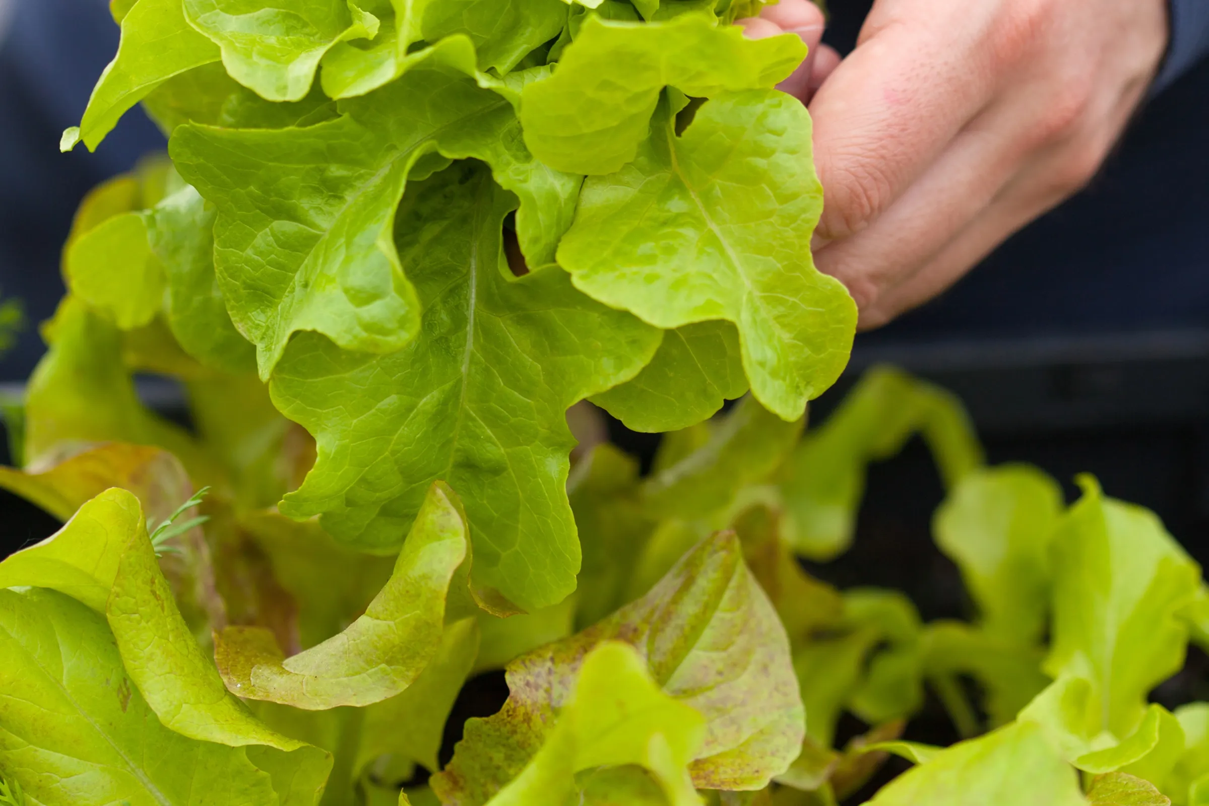 Hand hält Salatblätter in der Luft