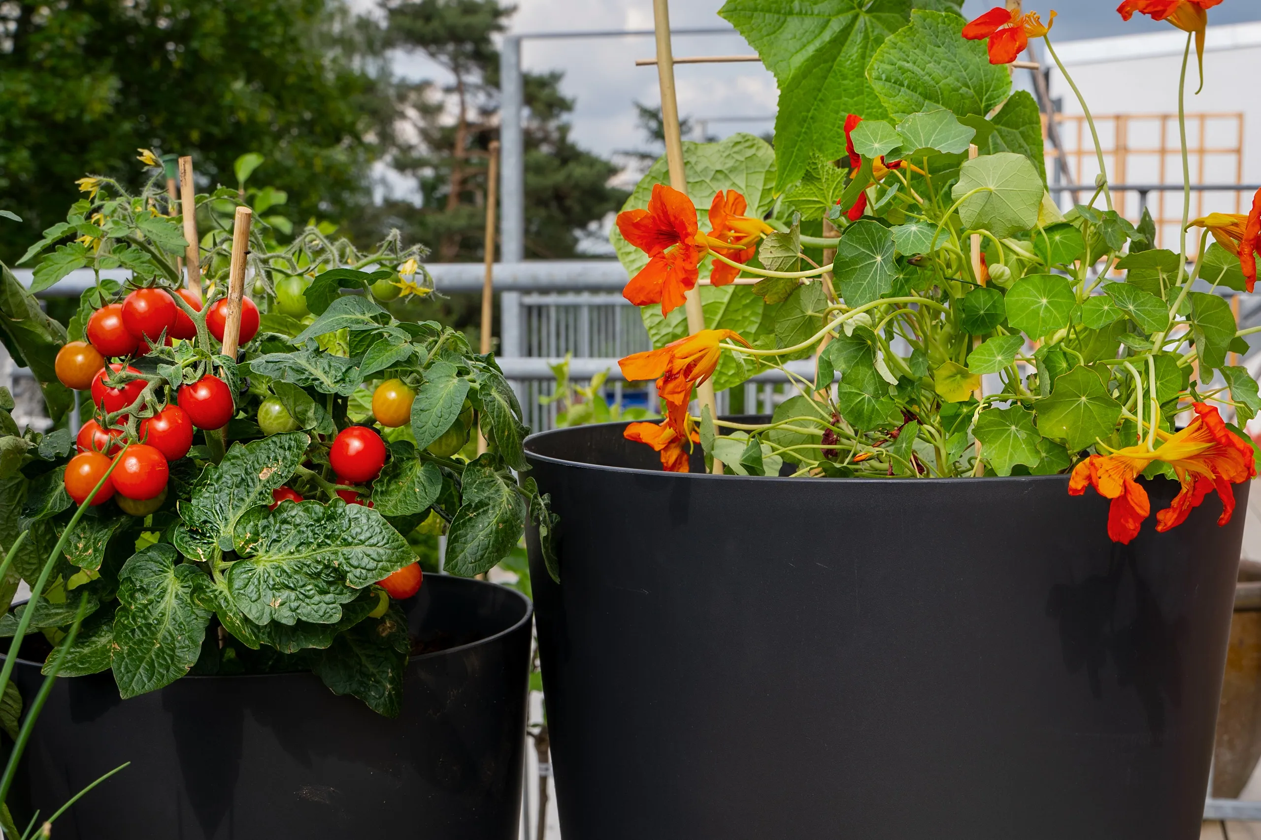 Tomaten und Paprikapflanze in schwarzem Topf auf Balkon.