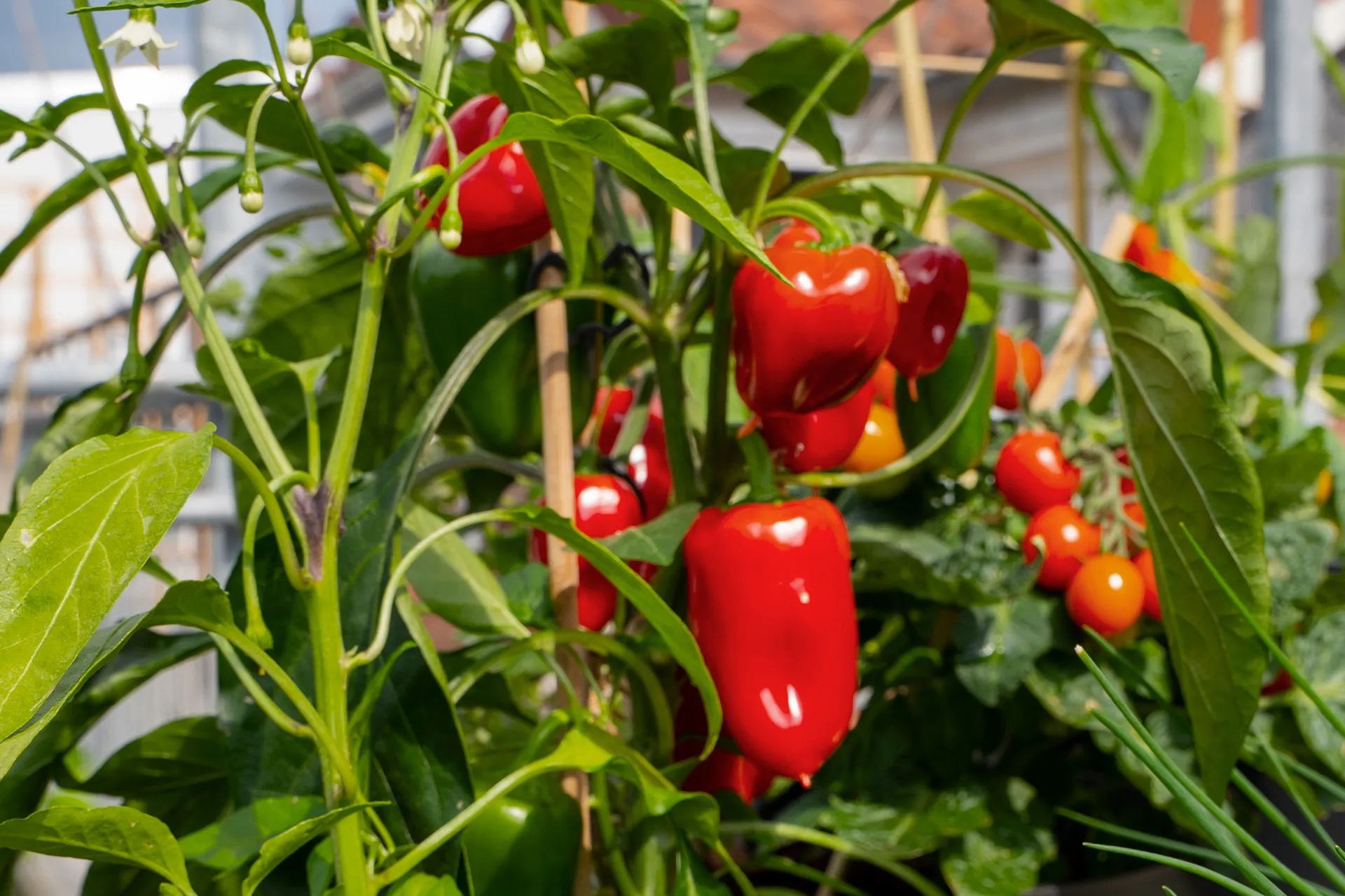 Paprika, Tomaten, Schnittlauch und Kapuzinerkresse im Topf im Dachgarten.