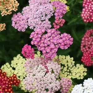 Schafgarbe – Achillea millefolium