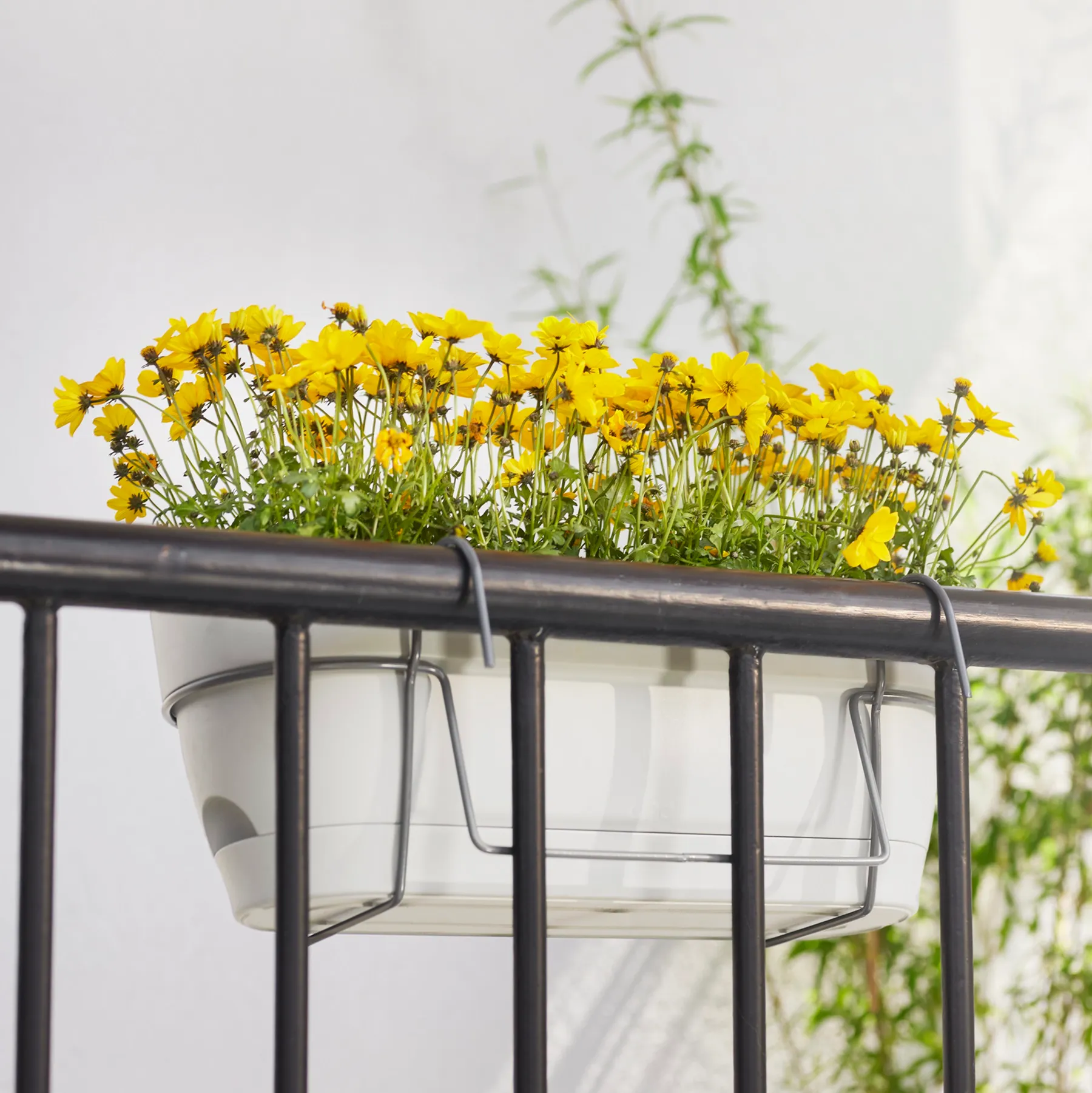 Elho Vibia Campana Balkonkasten 50 cm - Bild 4