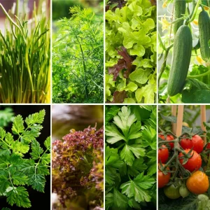 Pflanzen-Set Gartenbowl