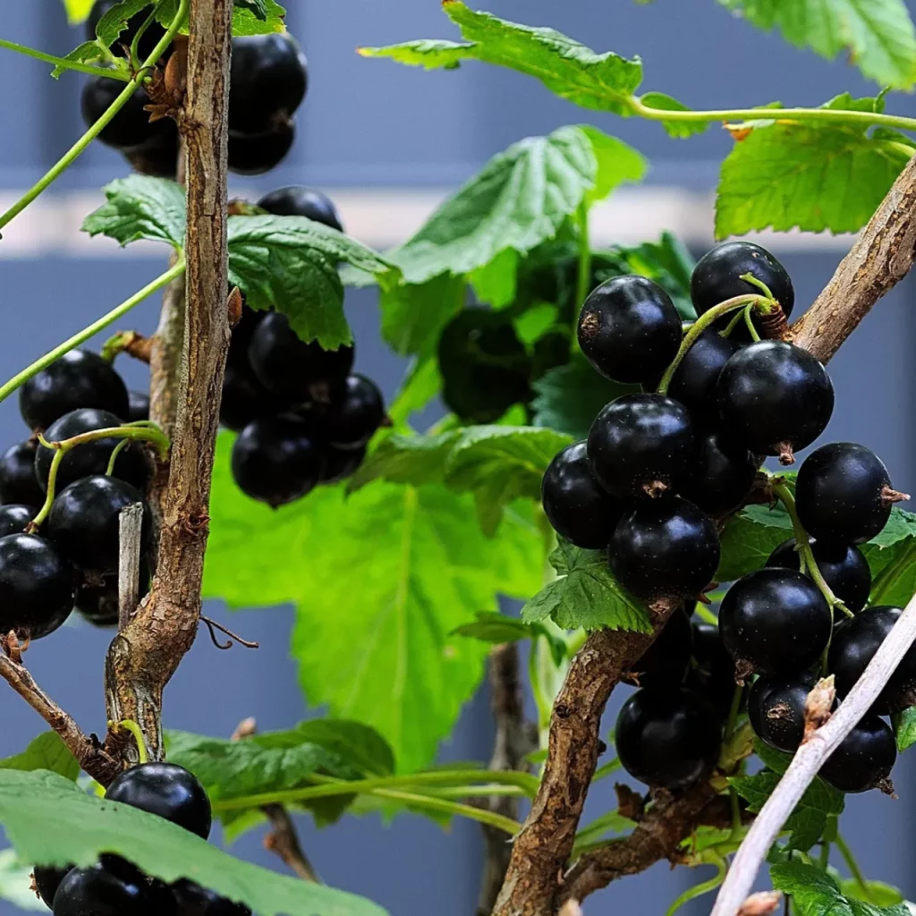 Schwarze_Johannisbeere