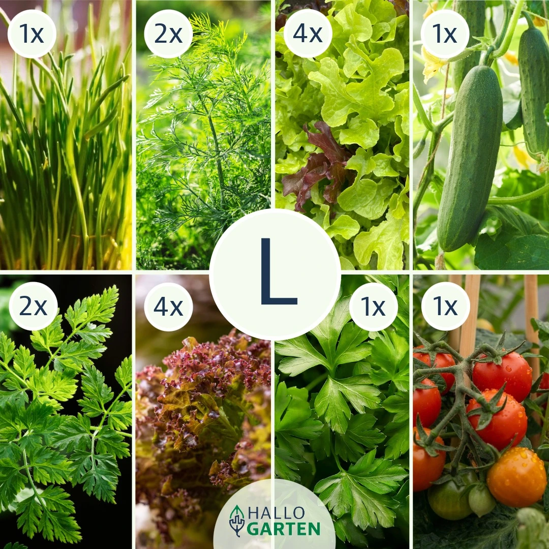 Pflanzen-Set Gartenbowl - Bild 3