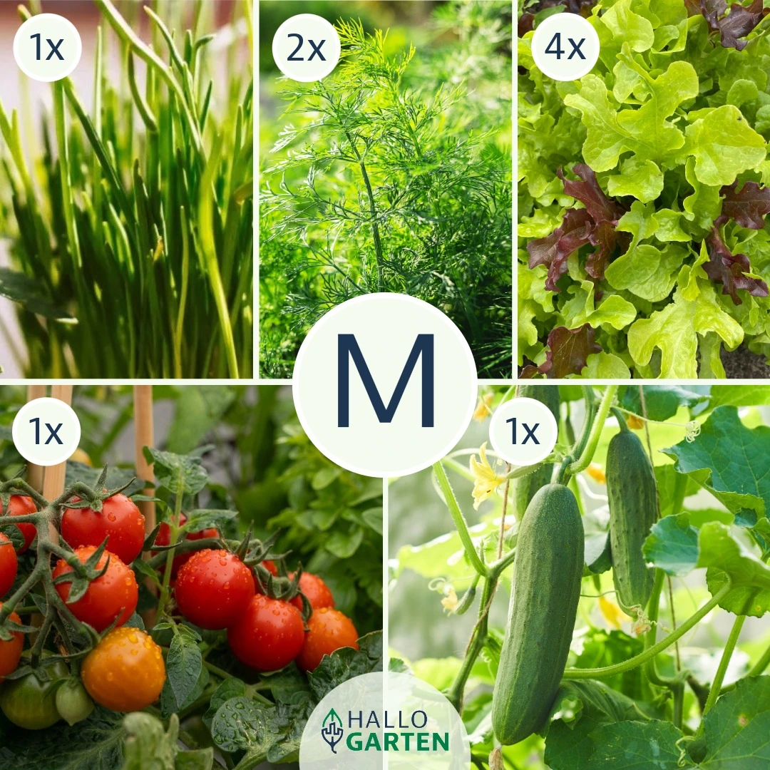 Pflanzen-Set Gartenbowl - Bild 2