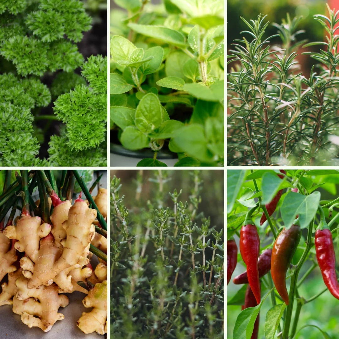 Pflanzen-Set Würzige Meisterwerke - Bild 3