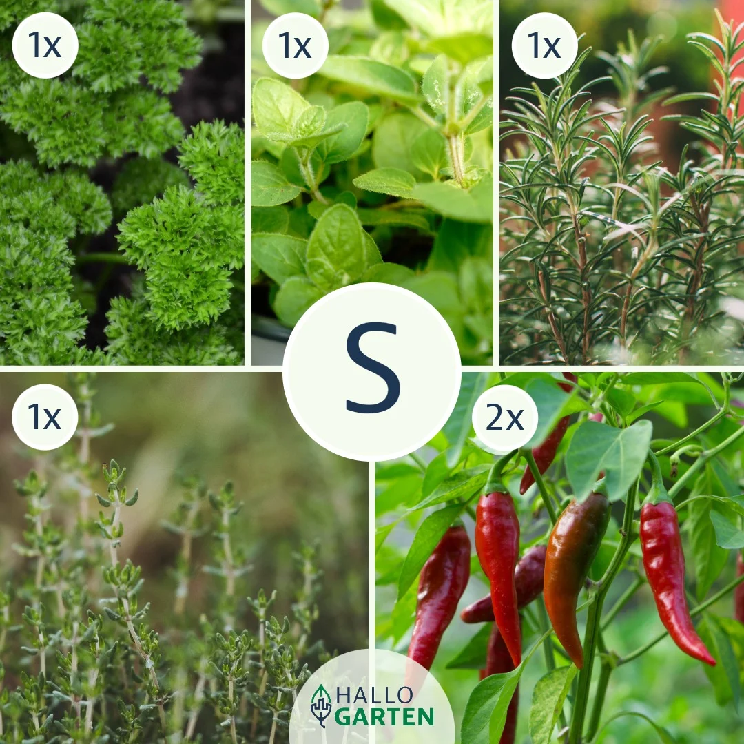 Pflanzen-Set Würzige Meisterwerke