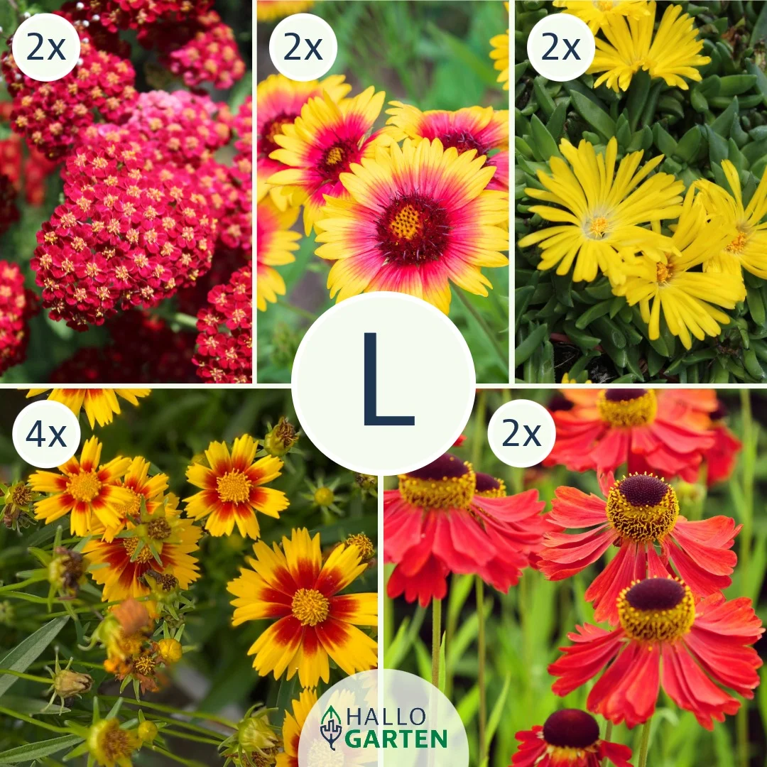 Blumen-Set Sommerfeuer - Bild 3