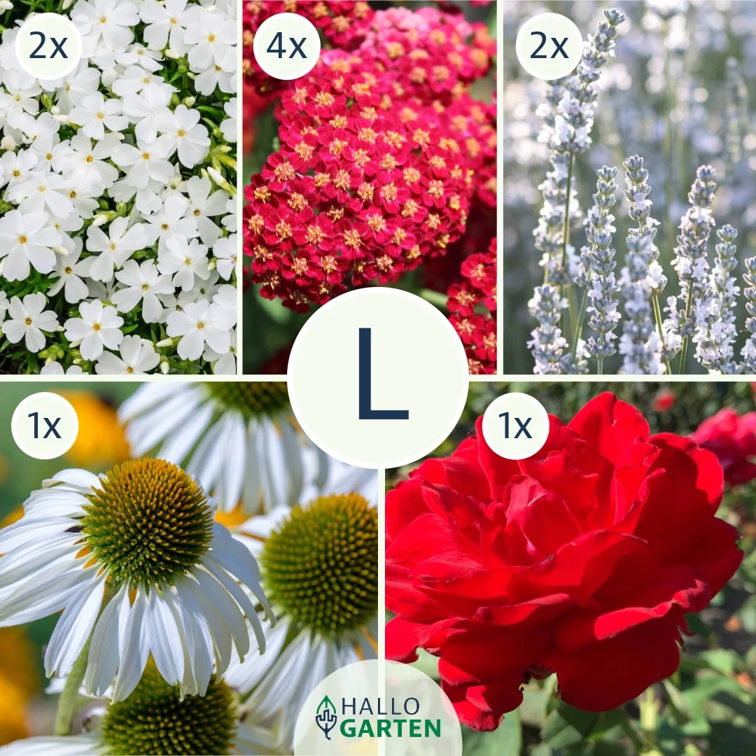 Blumen-Set Schneeweißchen und Rosenrot - Bild 3