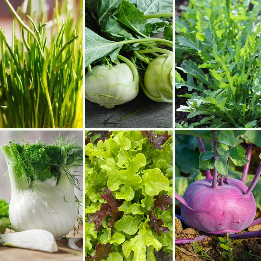 Pflanzen-Set Grüne Bissen - Bild 3