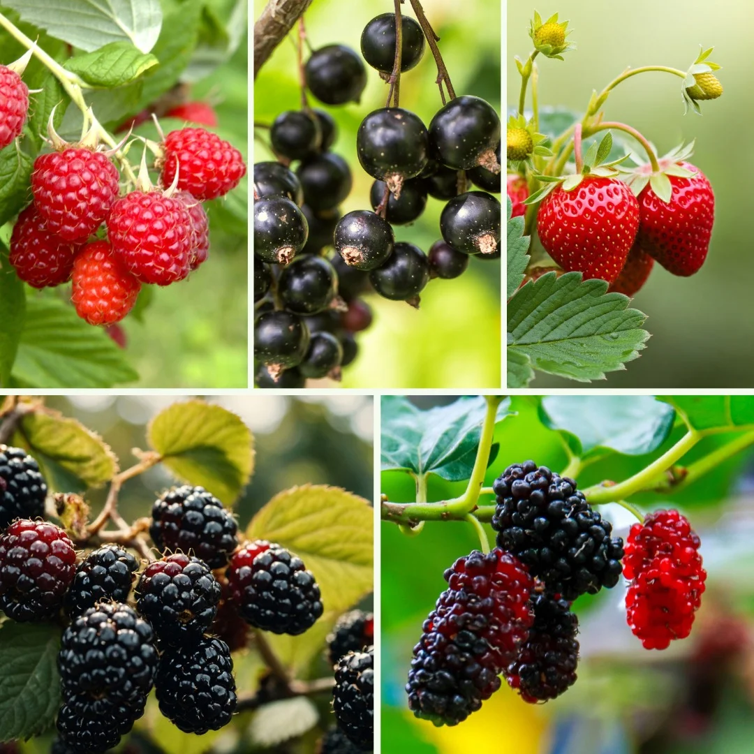 Pflanzen-Set Berrylicious - Bild 4