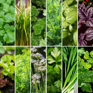 Pflanzen-Set Kräuterfreunde