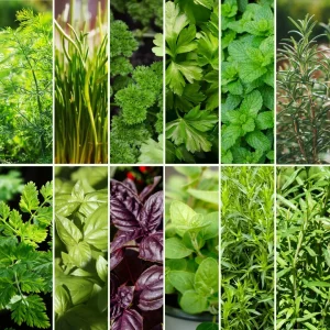 Pflanzen-Set KräuterKick