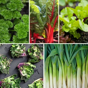 Pflanzen-Set Herbstfrische