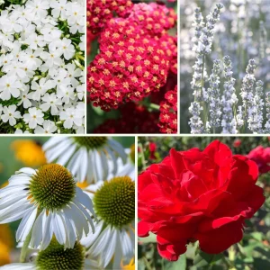 Blumen-Set Schneeweißchen und Rosenrot