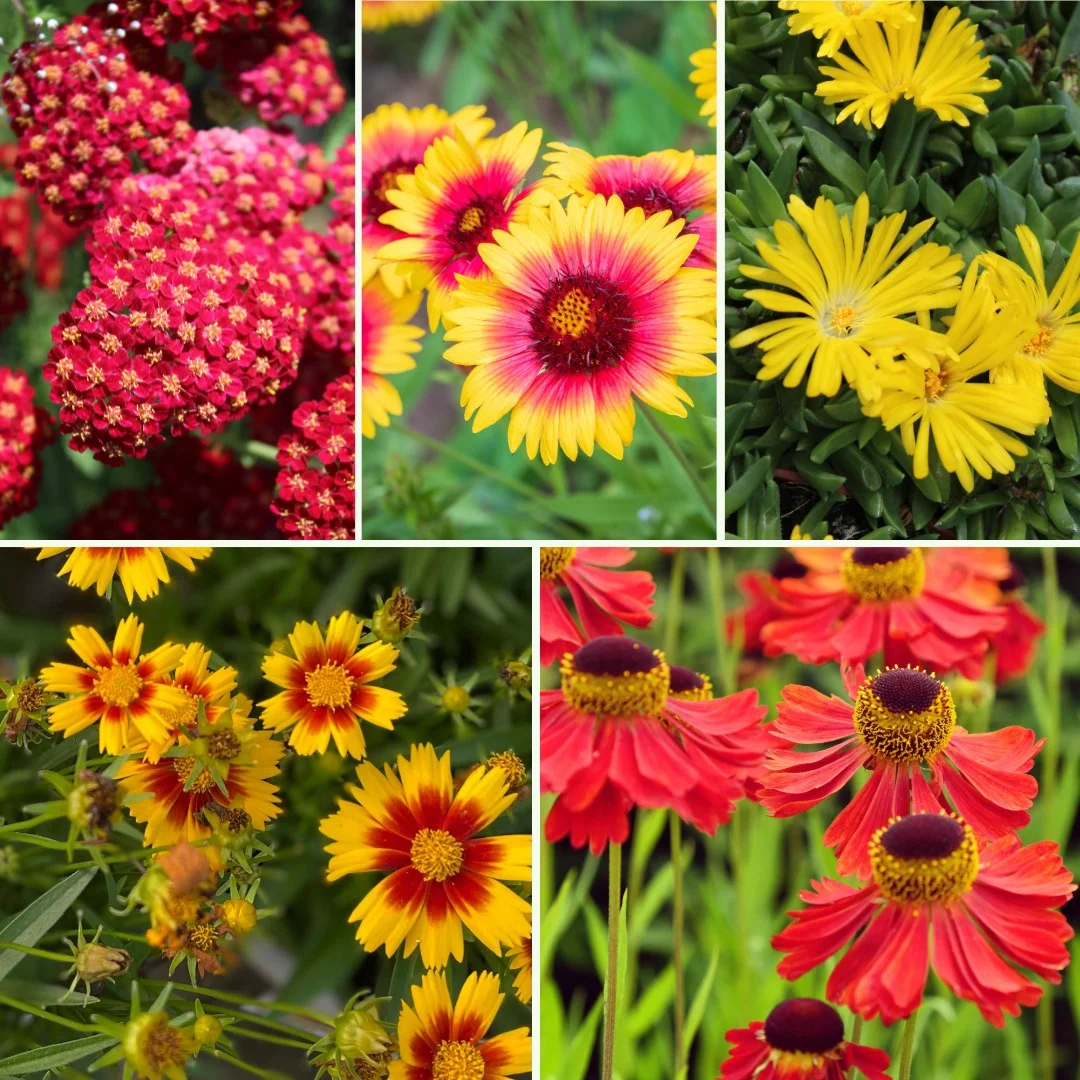 Blumen-Set Sommerfeuer - Bild 4