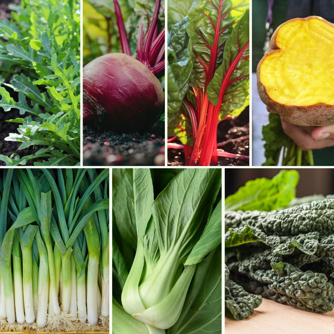 Pflanzen-Set Gemüsevergnügen - Bild 4