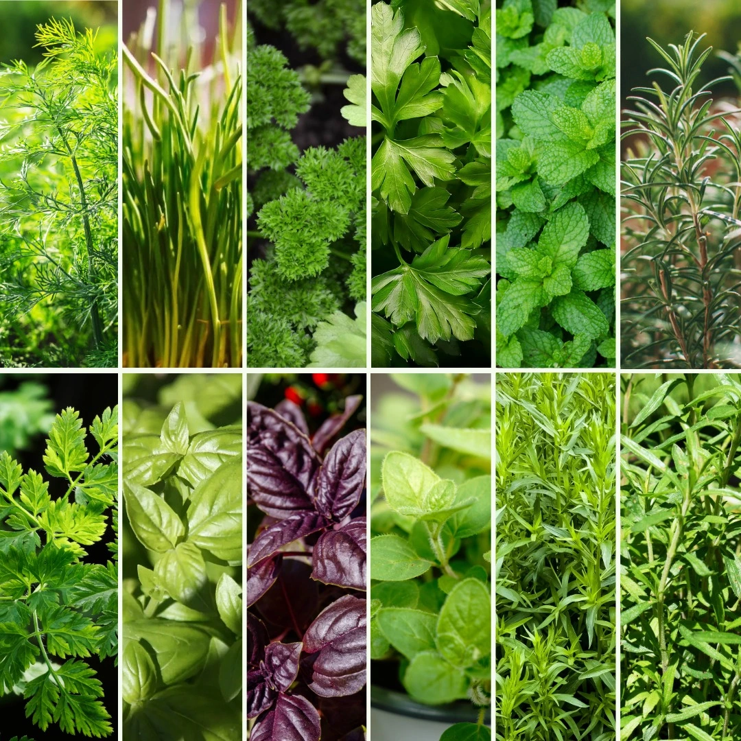 Pflanzen-Set KräuterKick - Bild 4