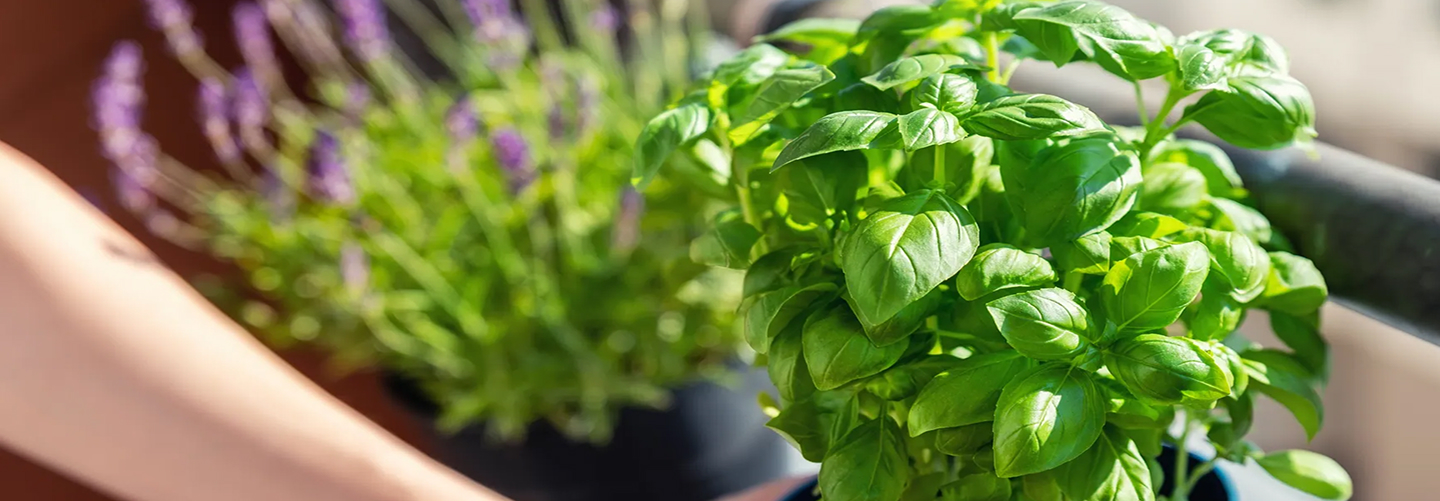 Unsere Pflanzenwelt, Vielfalt für Deinen Garten