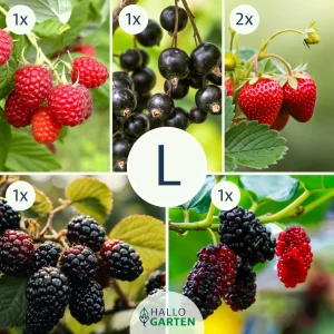 Pflanzen-Set Berrylicious - Bild 3