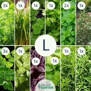 Pflanzen-Set KräuterKick - Bild 3