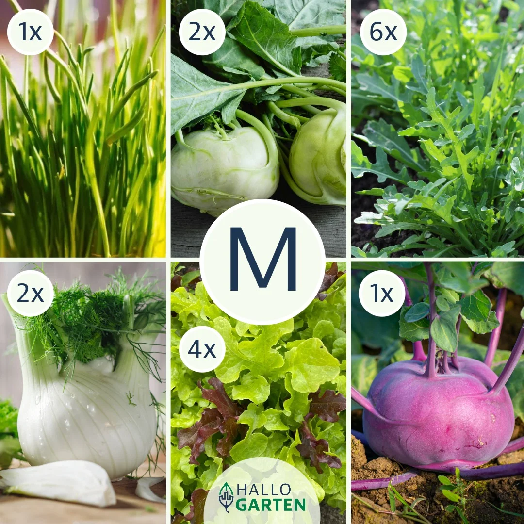 Pflanzen-Set Grüne Bissen - Bild 2