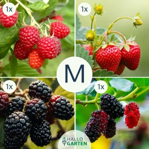 Pflanzen-Set Berrylicious - Bild 2