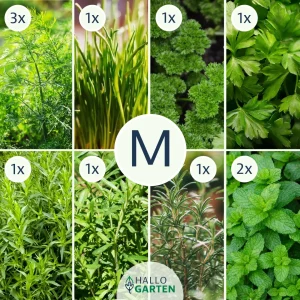 Pflanzen-Set KräuterKick - Bild 2
