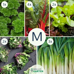 Pflanzen-Set Herbstfrische - Bild 2