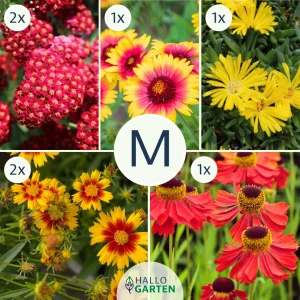 Blumen-Set Sommerfeuer - Bild 2