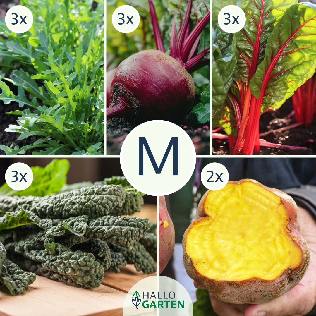 Pflanzen-Set Gemüsevergnügen - Bild 2