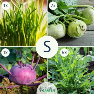 Pflanzen-Set Grüne Bissen - Bild 1