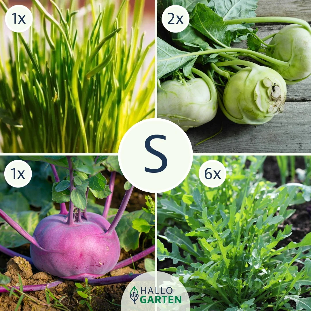 Pflanzen-Set Grüne Bissen