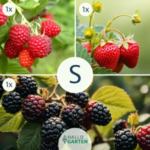 Pflanzen-Set Berrylicious - Bild 1