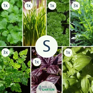 Pflanzen-Set Kräuterfreunde - Bild 1