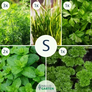 Pflanzen-Set KräuterKick - Bild 1